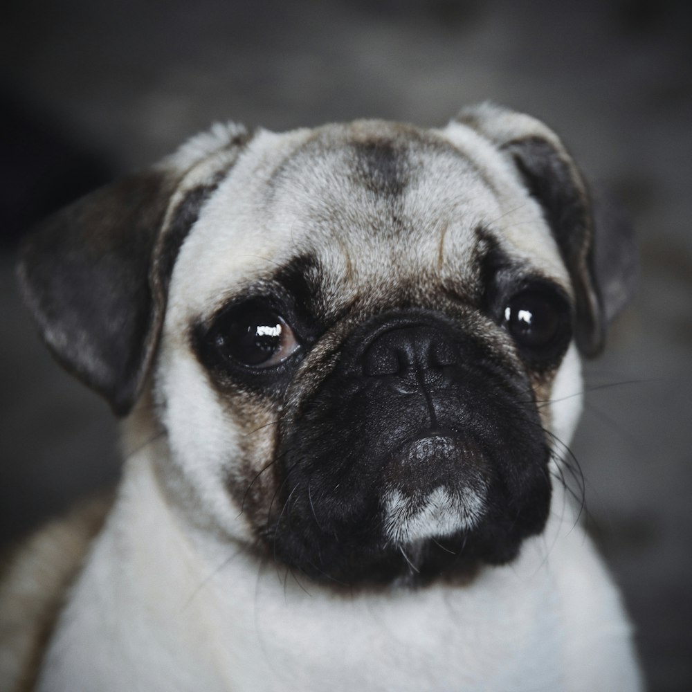 fawn pug