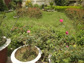 A lush garden filled with various plants and flowers, including vibrant pink blooms and green shrubs. Several large pots with flowering plants are situated in the foreground, with a grassy area and a variety of other vegetation in the background.