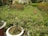 A lush garden filled with various plants and flowers, including vibrant pink blooms and green shrubs. Several large pots with flowering plants are situated in the foreground, with a grassy area and a variety of other vegetation in the background.