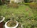 A lush garden filled with various plants and flowers, including vibrant pink blooms and green shrubs. Several large pots with flowering plants are situated in the foreground, with a grassy area and a variety of other vegetation in the background.