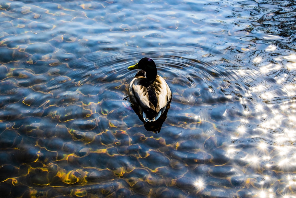 black duck