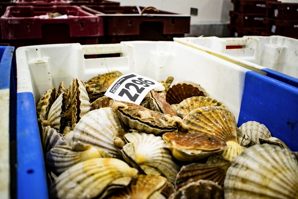 brown and white seashells in blue and white plastic tub