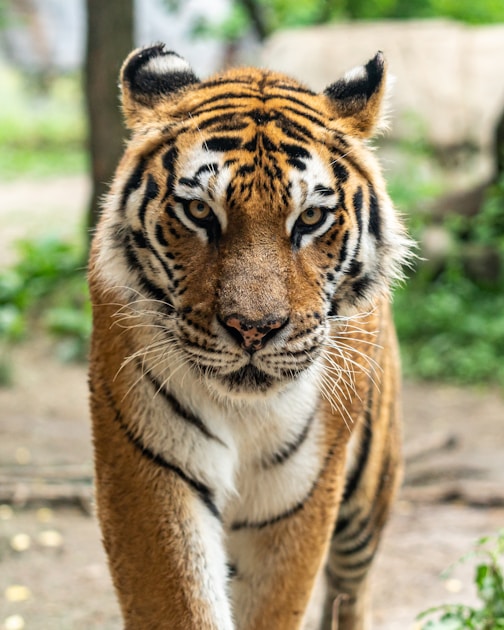 A Bengal tiger moving through dense undergrowth, its power concealed until the moment of emergence — tigers in dreams represent raw individual power, the Jungian shadow, and the primal force of the unconscious