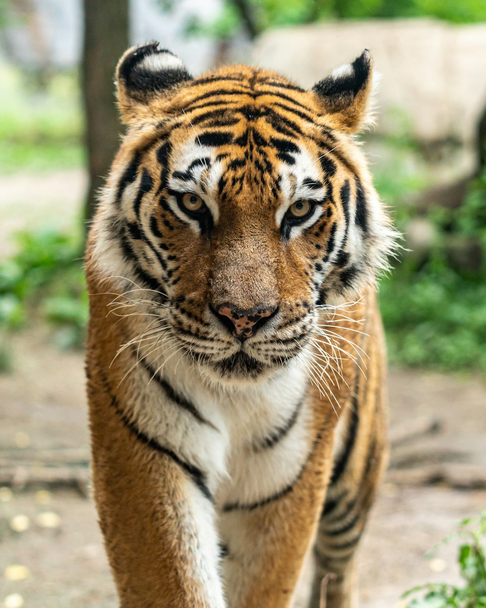 Imágenes del tigre | Descargar imágenes y fotos de archivo gratuitas en  Unsplash