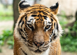 Bengal tiger