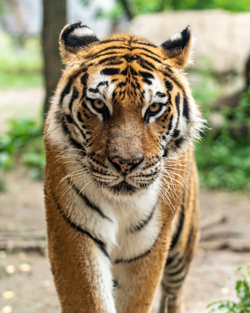 Royal Bengal Tiger
