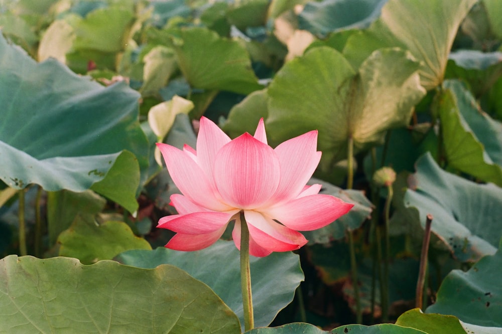 fleur de lotus rose entourée de feuilles