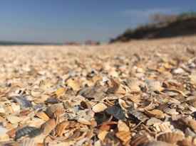 A close-up view of a beach covered with numerous small seashells, with the horizon and sky visible in the background. The focus is on the diverse collection of shells, showcasing a variety of shapes, sizes, and colors.