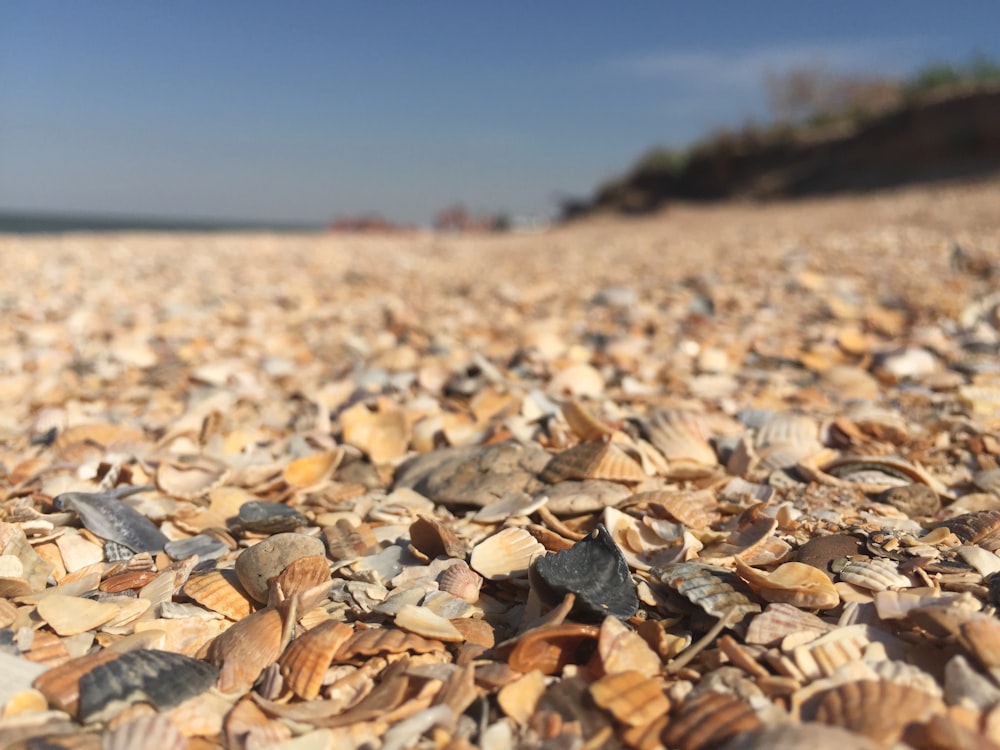 brown shell lot