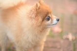 A fluffy Pomeranian dog with a rich golden-brown coat gazes attentively towards the right. Its fur appears soft and well-groomed, capturing the light beautifully. The background is softly blurred, highlighting scattered leaves and pavement, giving a sense of an outdoor setting.