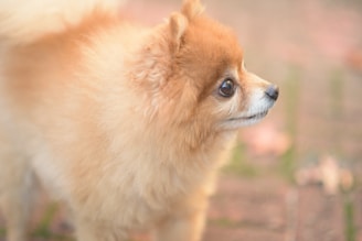 A fluffy Pomeranian dog with a rich golden-brown coat gazes attentively towards the right. Its fur appears soft and well-groomed, capturing the light beautifully. The background is softly blurred, highlighting scattered leaves and pavement, giving a sense of an outdoor setting.