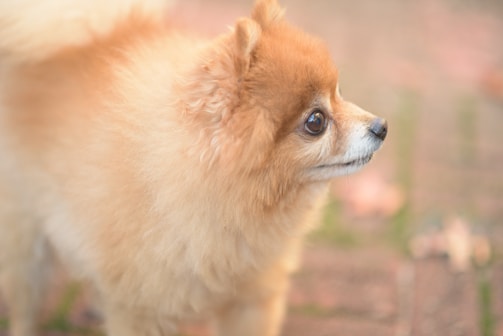 A fluffy Pomeranian dog with a rich golden-brown coat gazes attentively towards the right. Its fur appears soft and well-groomed, capturing the light beautifully. The background is softly blurred, highlighting scattered leaves and pavement, giving a sense of an outdoor setting.