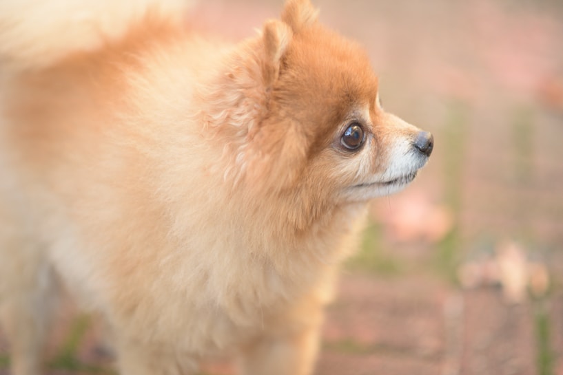 A fluffy Pomeranian dog with a rich golden-brown coat gazes attentively towards the right. Its fur appears soft and well-groomed, capturing the light beautifully. The background is softly blurred, highlighting scattered leaves and pavement, giving a sense of an outdoor setting.