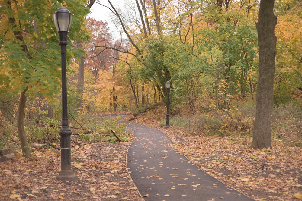 gray pathway surrounded by trees