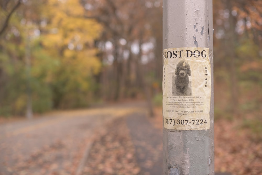 Lost Dog poster in a pole during daytime