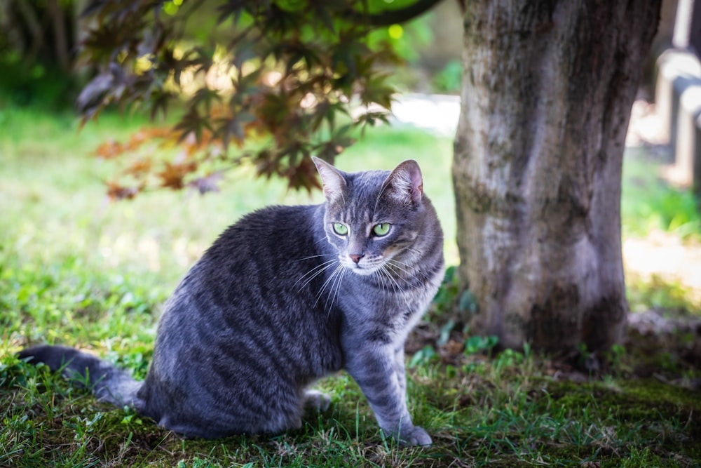 gray tabby cat sitting on grass near tree