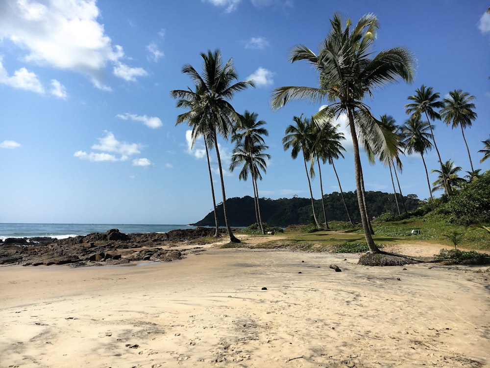 Coqueiros perto da linha da praia