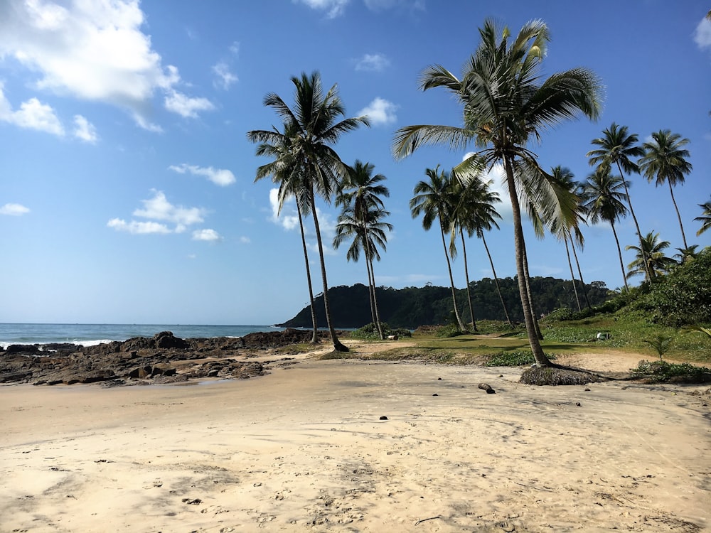 coconut trees near beach line
