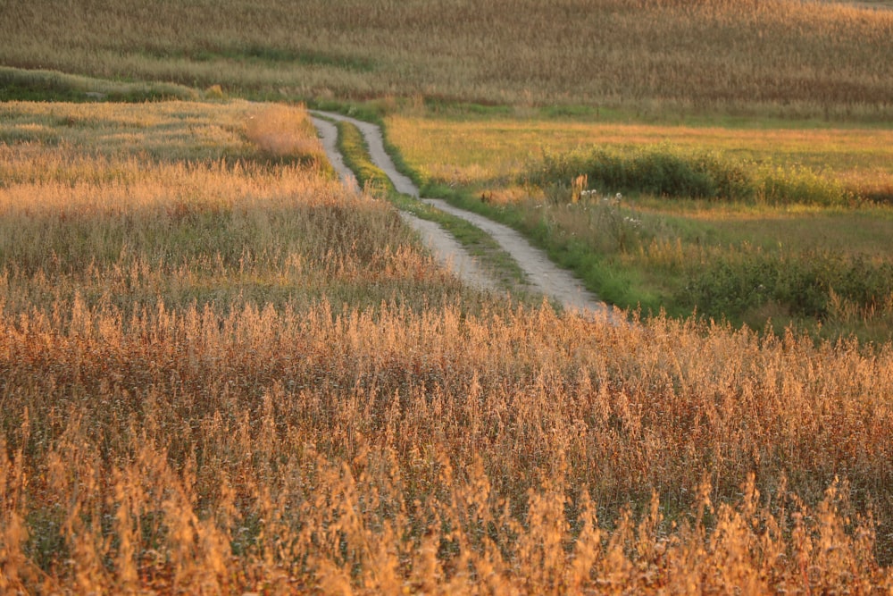 pathway between brown field