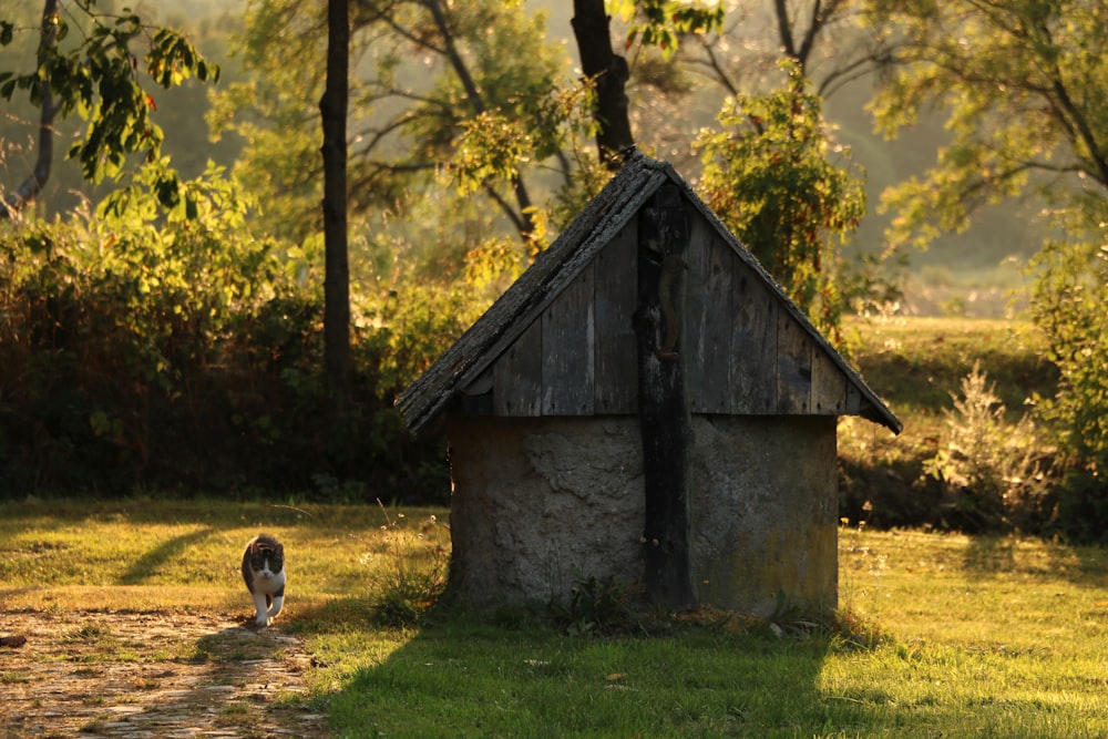 casa marrom do cão