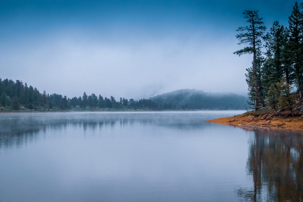 body of water near tree during daytiem