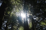 Sun rays filtering through thick canopy of leaves in an old forest.