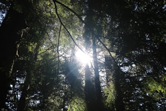 Sun rays filtering through dense foliage in a forest.