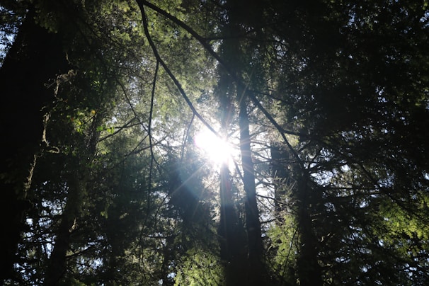 Sun rays filtering through dense foliage in a forest.
