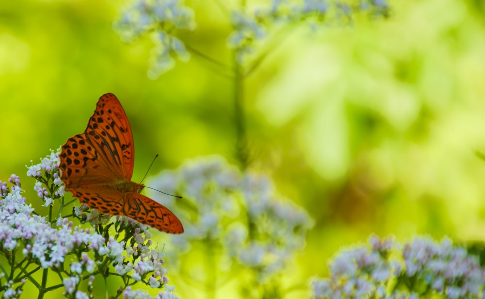 orange and black butterfly on white petaled flower