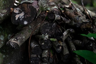 A pile of cut logs and branches is stacked, showing rough, dark bark and circular cut ends facing outwards. Some small fungi can be seen growing on the logs. There is also an amount of greenery, including green leaves, surrounding the woodpile, and parts of the logs are covered in moss.