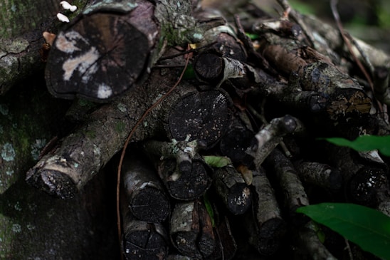 A pile of cut logs and branches is stacked, showing rough, dark bark and circular cut ends facing outwards. Some small fungi can be seen growing on the logs. There is also an amount of greenery, including green leaves, surrounding the woodpile, and parts of the logs are covered in moss.