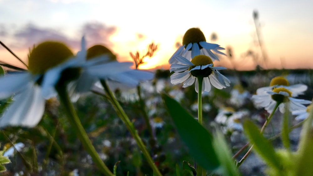 white daisy flowers