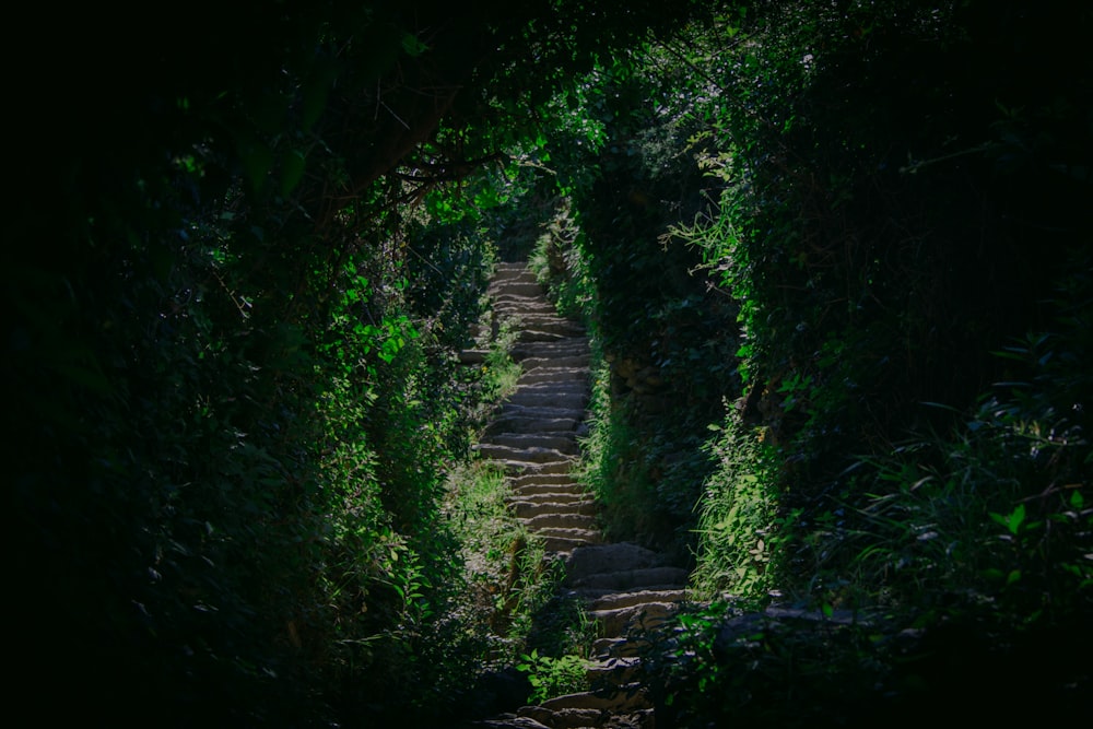 narrow pathway surrounded by green plants