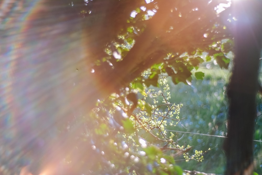 green tree during daytime