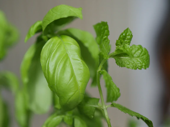 Close-up of vibrant herbal leaves freshly harvested for processing.