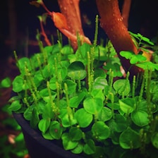 Close-up of vibrant rare plants with deep green and earthy brown tones.