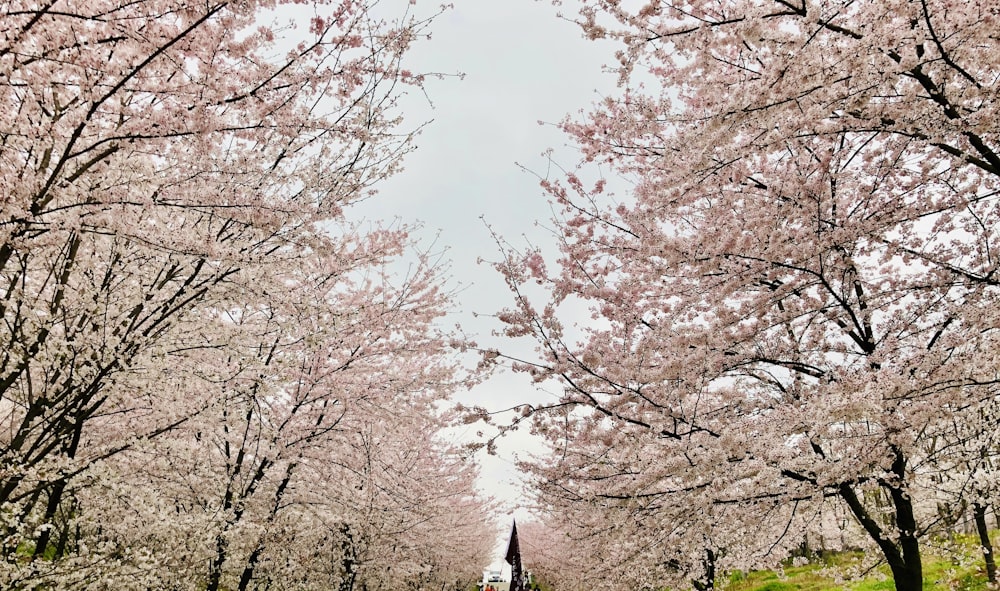 pink leaf tree during daytime