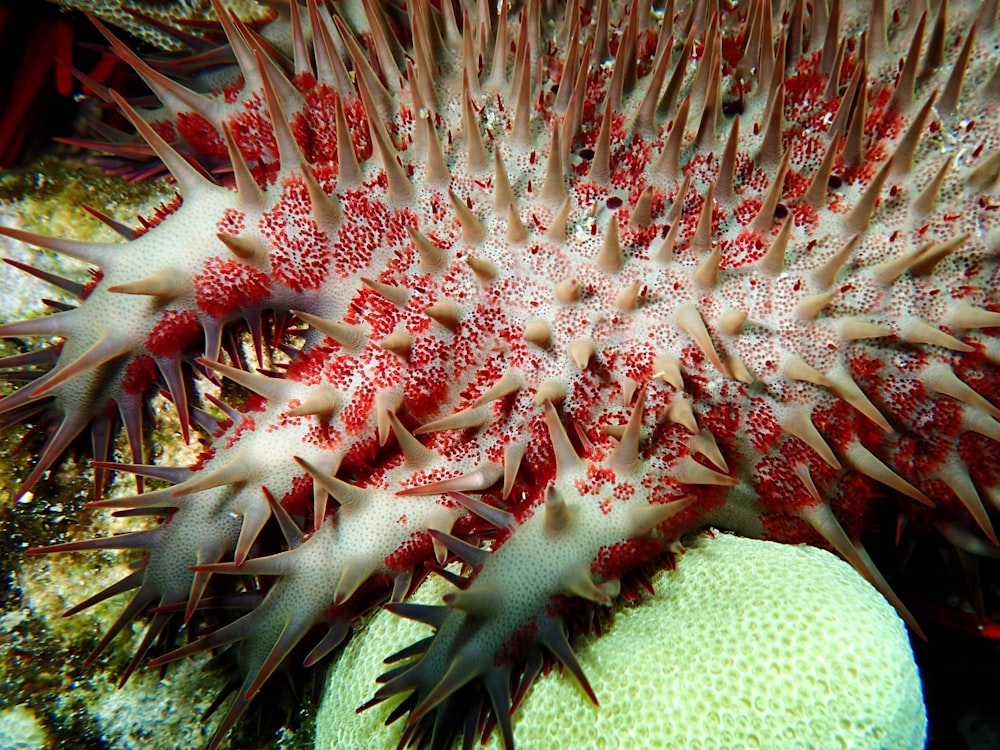 red and white spiky mollusk