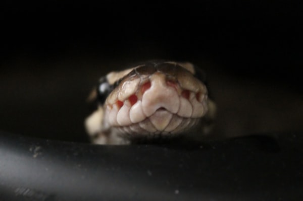 A popular pet snake: the ball python
