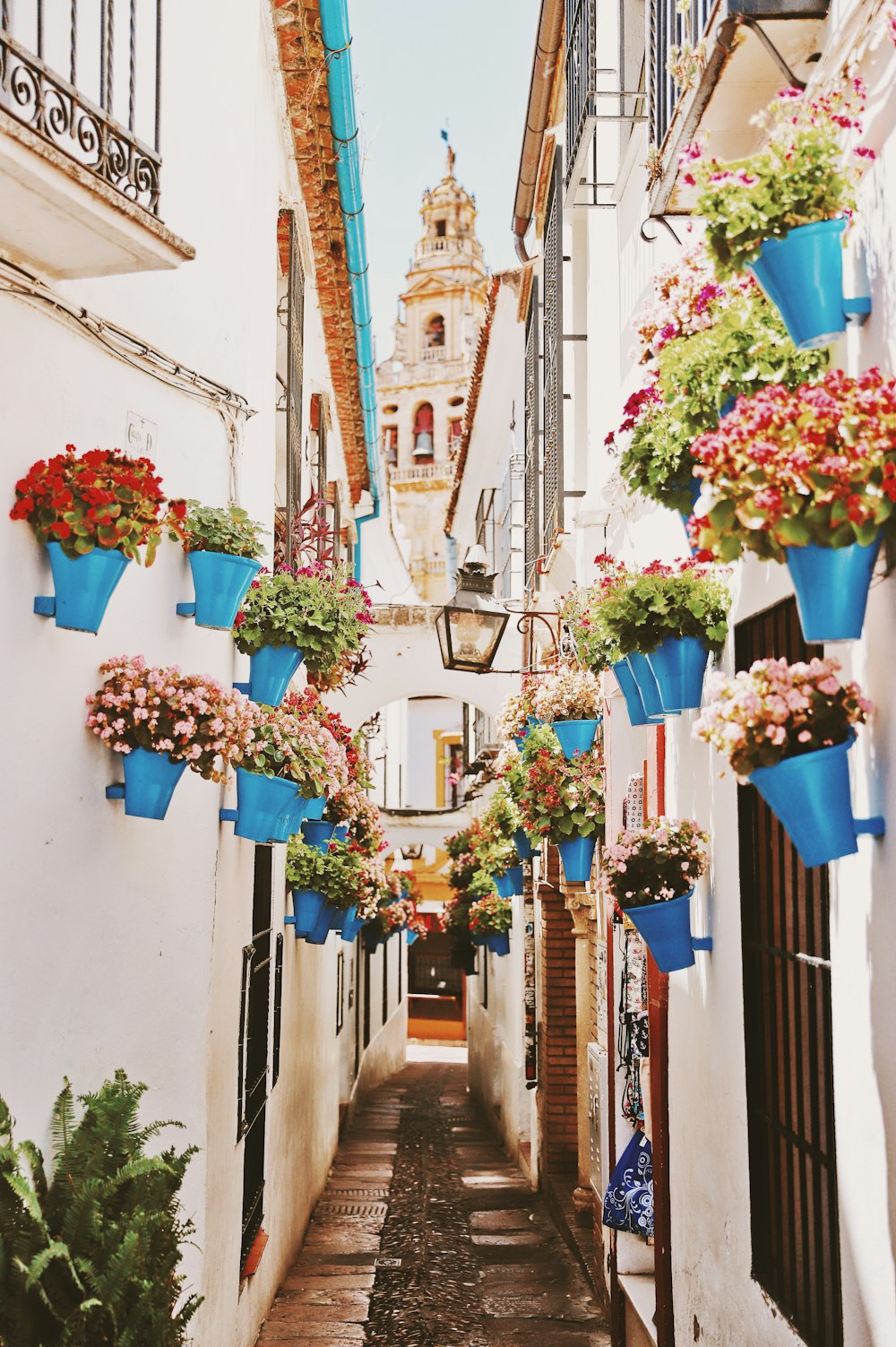 blue plant pots with plants photo