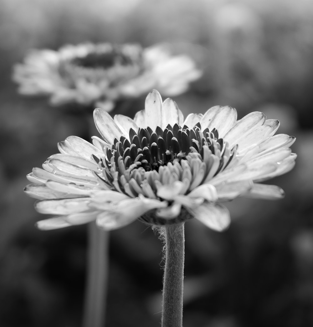 closeup photography of flower