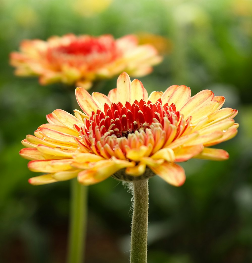 yellow petaled flower