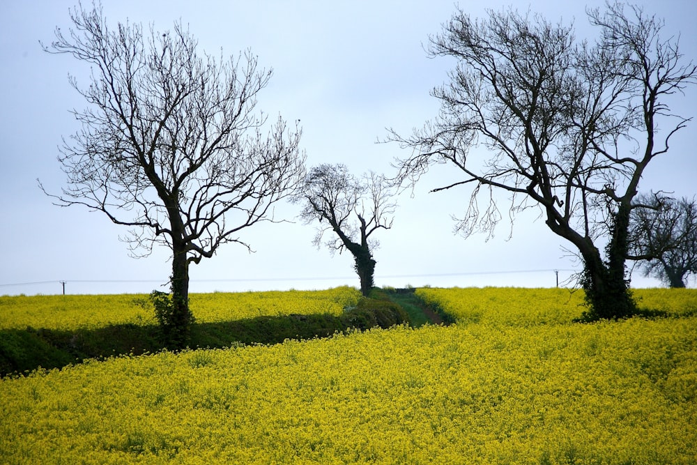 bare trees