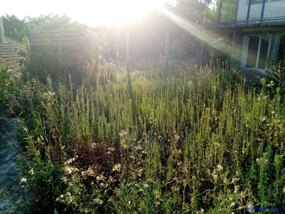 sun shining on plants