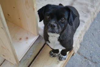 A curious small dog sitting beside an open delivery box of Small Dog Press products.