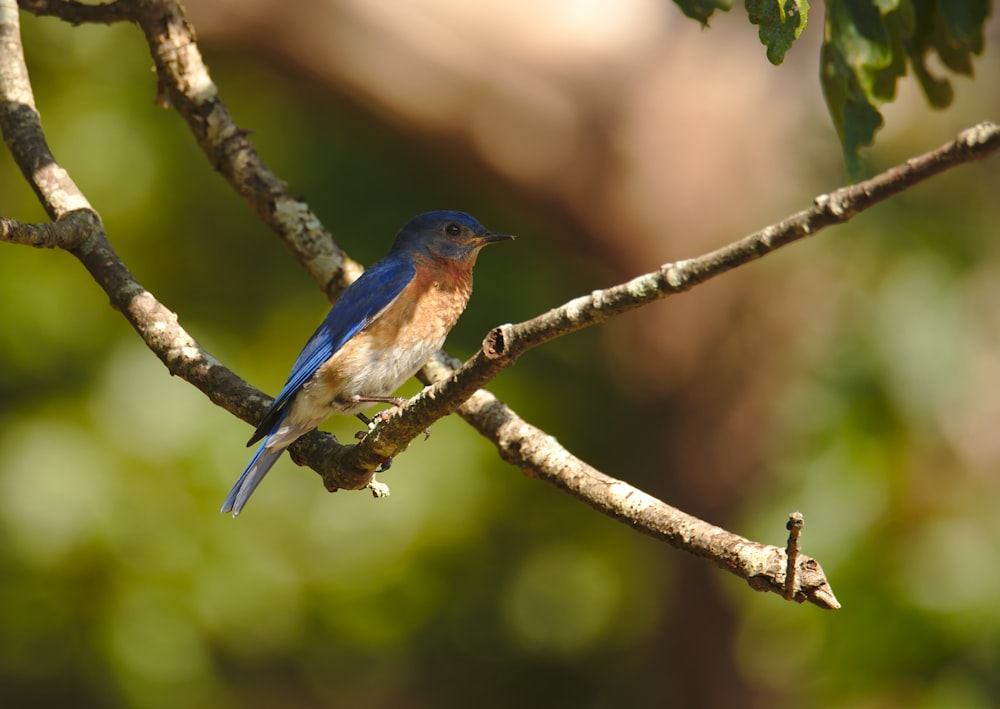 Foto mit flachem Fokus von blauem und braunem Vogel