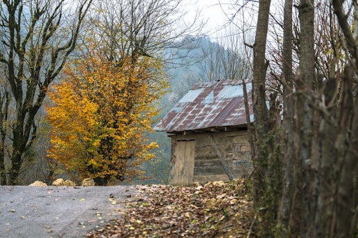 yellow tree beside house