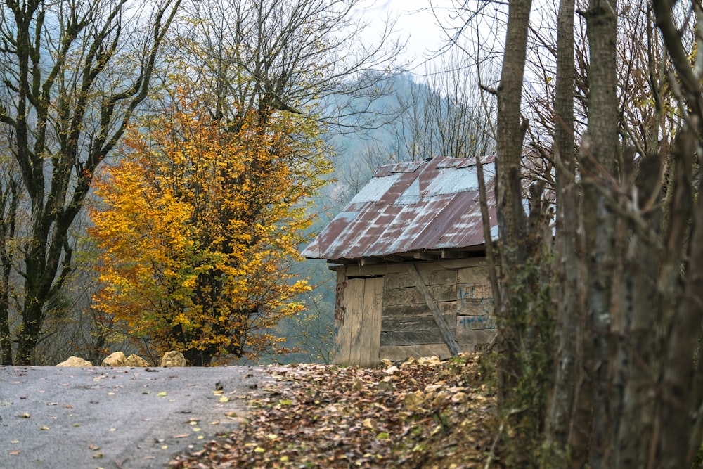 yellow tree beside house