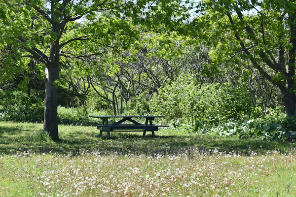 Picnic table on a grass field, representative photo — not the actual Progress Park
