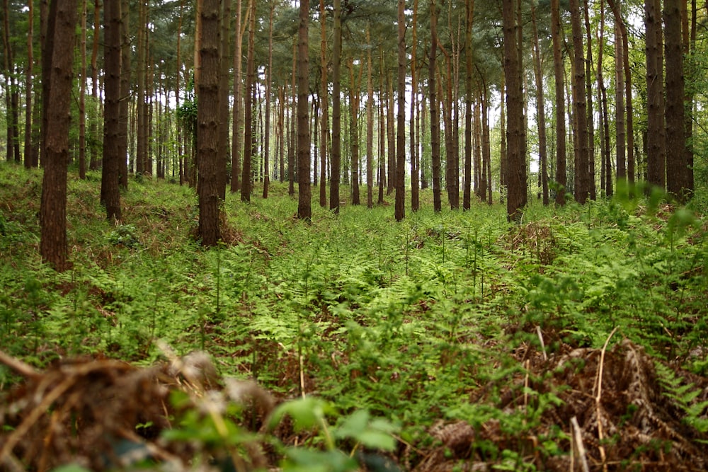 field of green trees